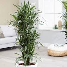 Easy/great starter plant may be toxic to pets and/or children 4 nursery pot Dracaena White Jewel