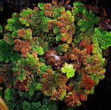 Image result for Azolla filiculoides