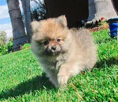 The pomeranian (often known as a pom or pom pom) is a breed of dog. Beautiful Aca Pomeranian Puppy For Sale In San Diego For Sale In San Diego California Classified Americanlisted Com