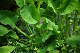 Tumbuhan paku (pteridophyta) adalah divisi dari kingdom plantae yang anggotanya memiliki akar, batang, dan tumbuhan paku berbeda dengan tanaman lainnya yang tumbuh langsung dari biji. Botanical Survival Lebih Dekat Dengan Tumbuh Tumbuhan Enal D Dactylon