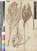 Image result for Panicum graciliflorum