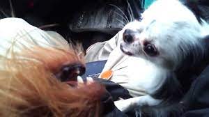 危険!! 車内で犬の大喧嘩勃発！！ チワワ VS ミックス犬 車内はパニック状態 - YouTube
