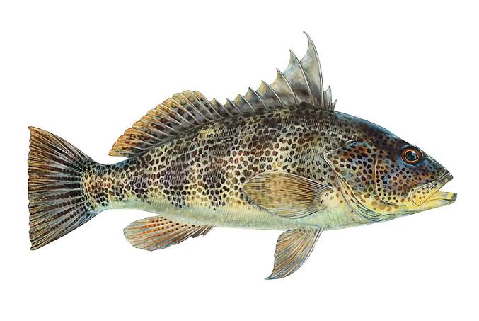 Spotted Sand Bass - Fish Species Guide | BadAngling