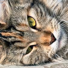 A £10 bet for 3 on exact number of games at odds of 15/8* would. Oleg Nikiforov Art