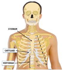 They increase in length, curvature and amount of cartilage craniocaudally. Rib Cage Lesson For Kids Anatomy Facts Study Com