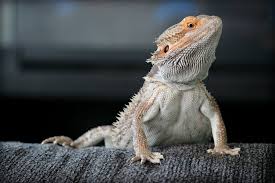 Сейчас не удается отобразить рисунок. Drago Barbuto Un Sauro Per Amico Terranews