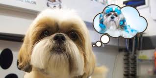 See more ideas about dog haircuts, dog grooming, creative grooming. 21 Cute Pet Dogs With Trendy Hairstyles Dog Fashion Dogexpress