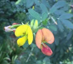 Image result for Coleotrype natalensis