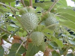 Image result for Datura
