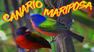 Canario Mariposa 4k Youtube