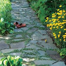 This plant needs sharp drainage to succeed. Plants For Pathways Finegardening