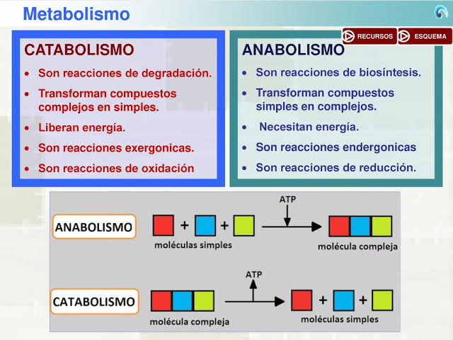 Resultado de imagen de metabolismo y anabolismo"