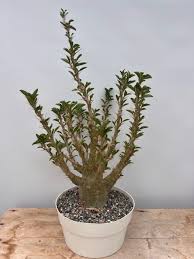 Image result for Pachypodium saundersii