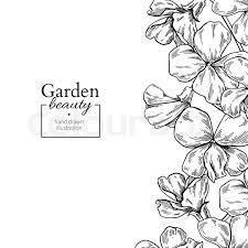 Violet Flower Drawing Border Vector Stock Vector Colourbox