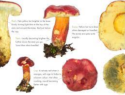 Ruby Bolete Hortiboletus Rubellus Discover The Wild