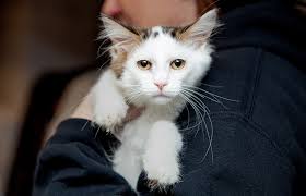Our trained staff and volunteers are happy to answer questions about the animals and provide you with. 5 States With Most Shelter Dog Cat Deaths Best Friends Animal Society