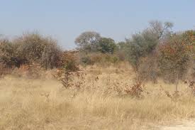 Image result for Panicum heterostachyum