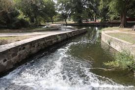 Image result for Brackenridgea