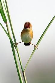 Click Image To Find More Science Nature Pinterest Pins Beautiful Birds Bird Photography Bird Photo