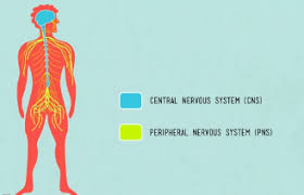 It receives information from and sends information to the peripheral nervous system. Nervous System