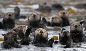 An otter can remain under water for up to 4 minutes. Furry Engineers Sea Otters In California S Estuaries Surprise Scientists Global Development The Guardian