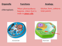 Breaks down food, water, and waste. Cell Biology Review Learning Target Ppt Video Online Download