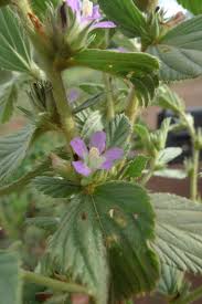 Image result for Melochia melissifolia