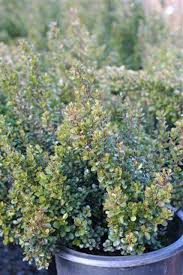 Image result for Myrsine africana