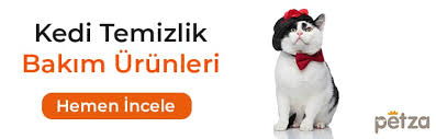 Kedilerin Hamilelik Suresi Ve Dogum Sureci Petza