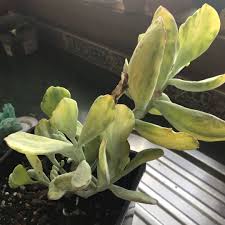 Cotyledon orbiculata is a species in the genus cotyledon which contains between 17 and 102 species and belongs to the family of the crassulaceae (stonecrop family). Cotyledon Orbiculata Var Orbiculata Variegata Cotyledon Orbiculata Var Orbiculata Variegated In Gardentags Plant Encyclopedia