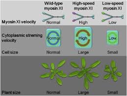 Maybe you would like to learn more about one of these? Cytoplasmic Streaming Velocity As A Plant Size Determinant Sciencedirect