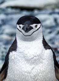 They eat fish and other seafood. Chilling With 7 Types Of Penguins In Antarctica Sand In My Suitcase