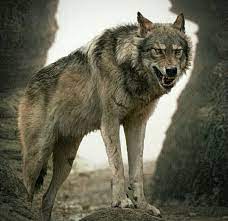 canis dirus dire wolf youtube entertainment islam