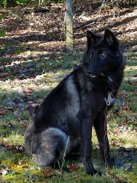 Maybe you would like to learn more about one of these? Black Wolf Puppies For Sale Off 51 Www Usushimd Com