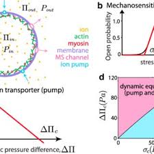 Check spelling or type a new query. Pdf Cellular Pressure And Volume Regulation And Implications For Cell Mechanics