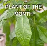 Pachira Aquatica Bunnings