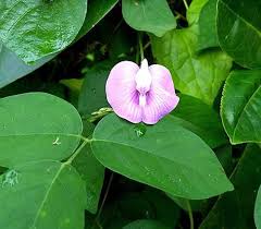 Image result for Clitoria ternatea