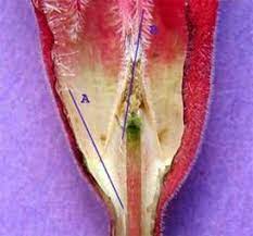 Pin On Adeniums Desert Rose