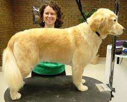 Pin On Dogs