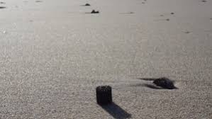 Atlantic sapphire is the largest global onshore aquaculture company in the world. Plastudslip Atlantic Sapphire I Hvide Sande Har Lukket Tusindvis Af Plasticdimser Ud I Fjorden Dbrs Dk