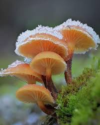 Image result for Vitellariopsis