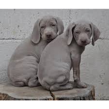 Image result for výmarský dlouhosrstý ohař