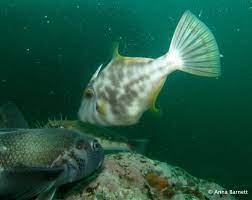 Blue Cod And Leather Jacket Fish Pet Fish Leather