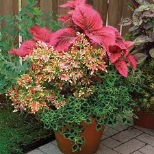 Absolute growth rate, crop growth rate and relative growth rate at different stages of the crop growth as influenced by organic and. Coleus Finegardening