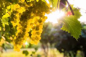 Die wohnung kann von 1 person für 895 euro/monat angemietet werden. 3 Zimmer Wohnungen Oder 3 Raum Wohnung In Eimeldingen Mieten