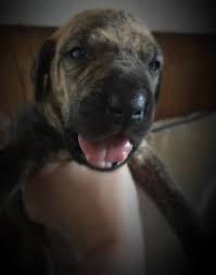If you're looking for great dane puppies for sale, consider getting them only from a reputable breeder. Russian Great Dane Puppies Blue Black And Brindle For Sale In San Antonio Texas Classified Americanlisted Com
