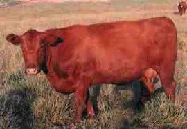 Image result for images The Red Heifer