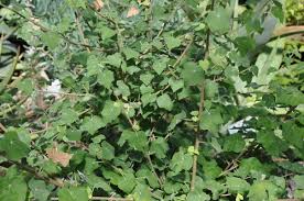 Image result for Sterculia rogersii