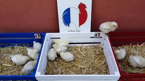 Office de tourisme de la bresse (88250): Bresse Gauloise Youtube