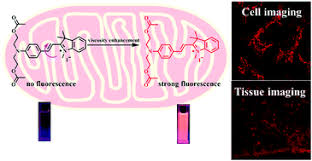 Maybe you would like to learn more about one of these? A Red Emissive Mitochondrial Probe For Imaging Of The Viscosity In Living Cells New Journal Of Chemistry Rsc Publishing